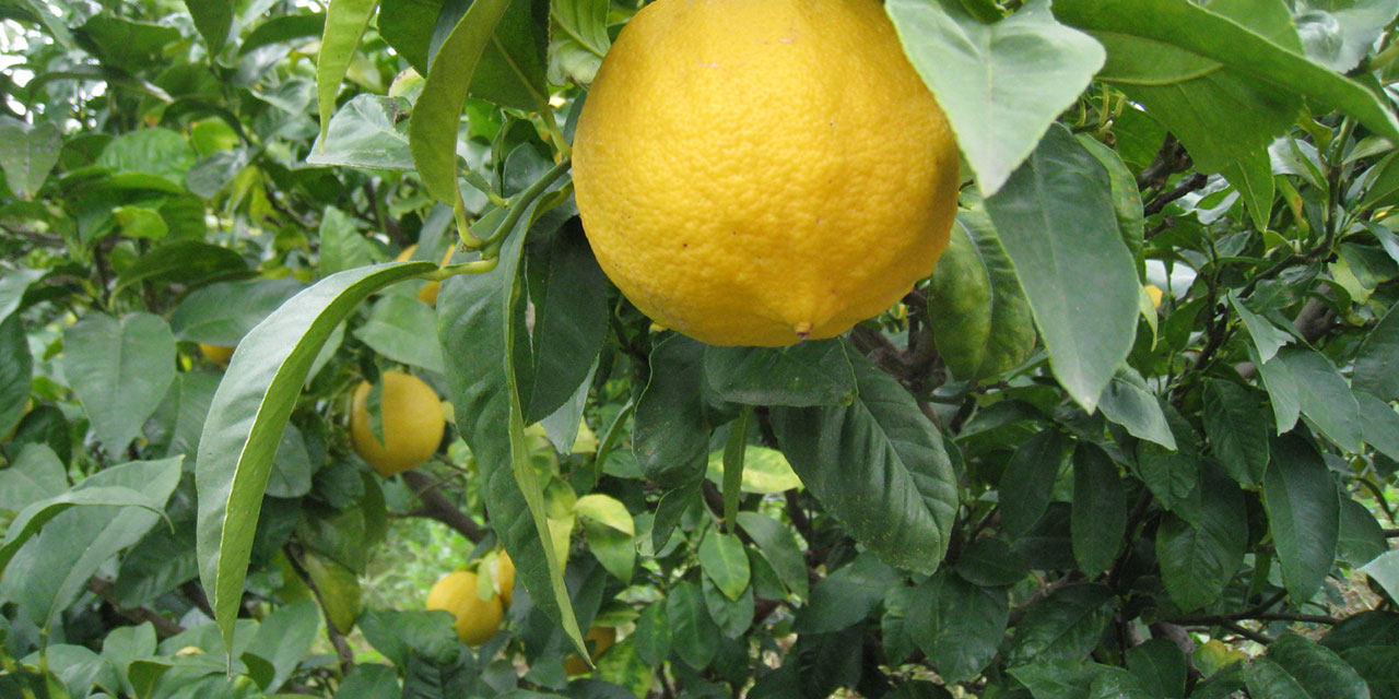 برغموت كالابريا