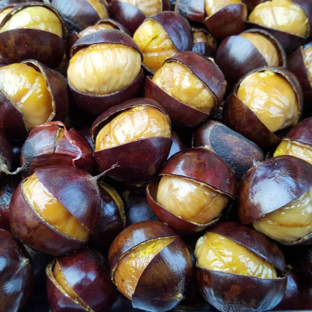 بندق