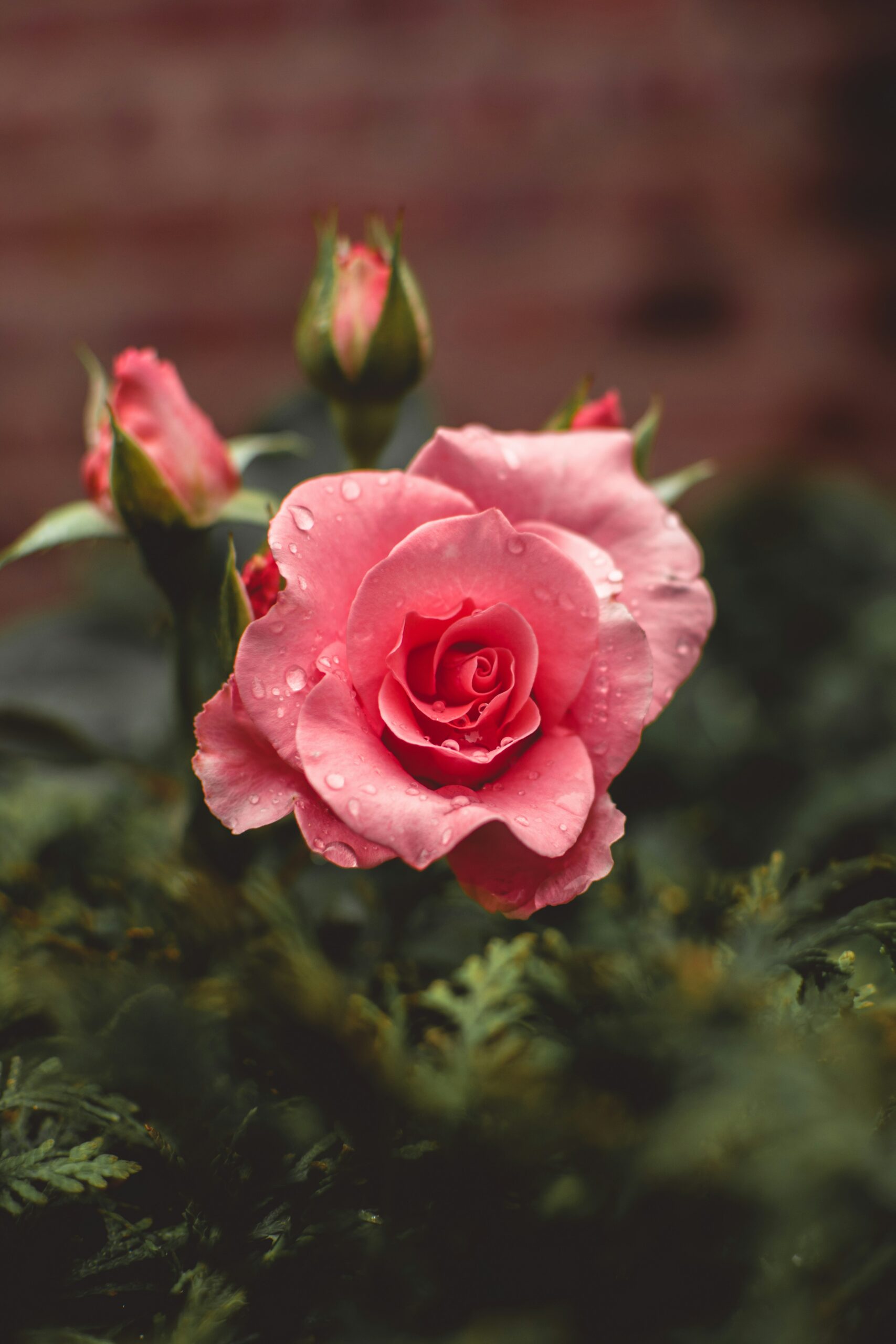 ورد